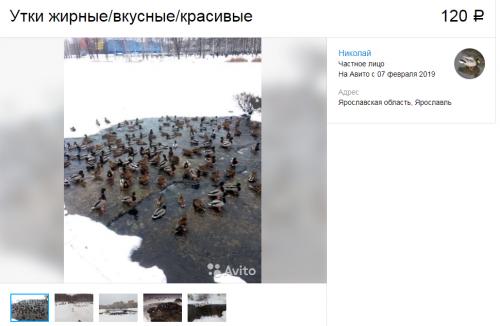 На сайте объявлений неизвестные заявили о продаже уток из пруда на Судостроителей