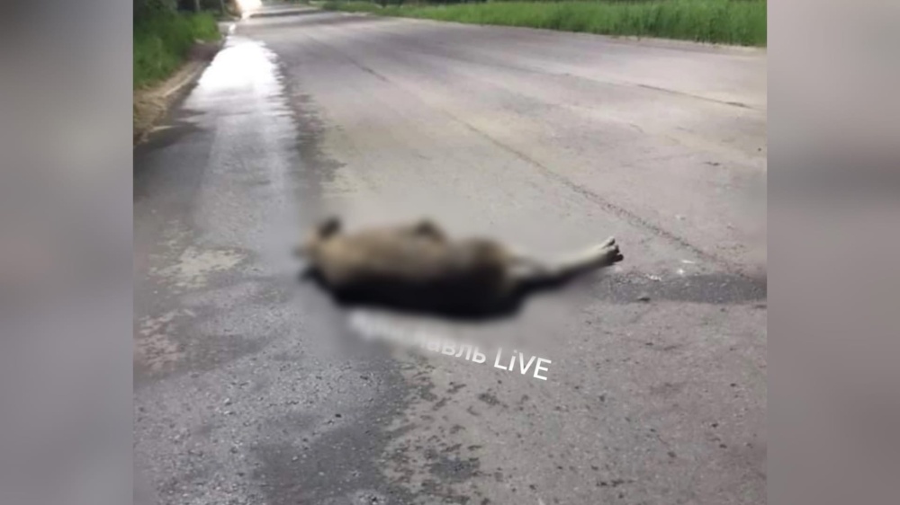 Мужчину забрала скорая помощь: в Ярославле мотоциклист сбил лося