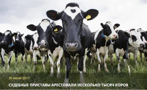 Судебные приставы арестовали несколько тысяч коров 