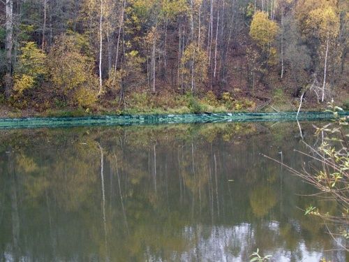Фото дня. Сине-зеленые берега реки Ить в Ярославле и мертвые лягушки
