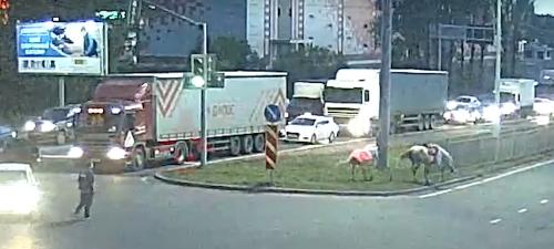 В Ярославле сбежавшие лошади попали в аварию на Московском проспекте