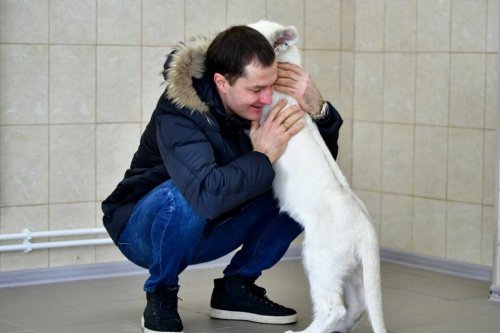 Фото дня. Мэр Ярославля Владимир Волков заключил в объятия молодую белую львицу Лавину