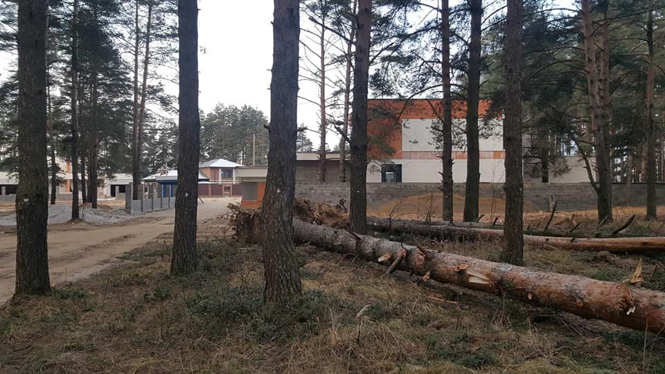 В Ярославле разметили для вырубки сосны в Красном бору — Татьяна Шамина