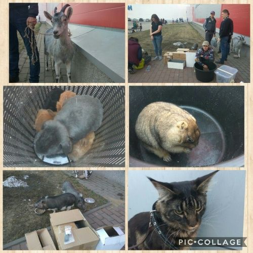 Во время пожара в ТЦ «Вернисаж» эвакуировали зверей из контактного зоопарка. Рассказ Марии Локаловой