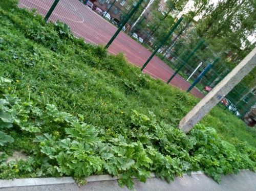 Мэр Слепцов объявил войну борщевику в черте города