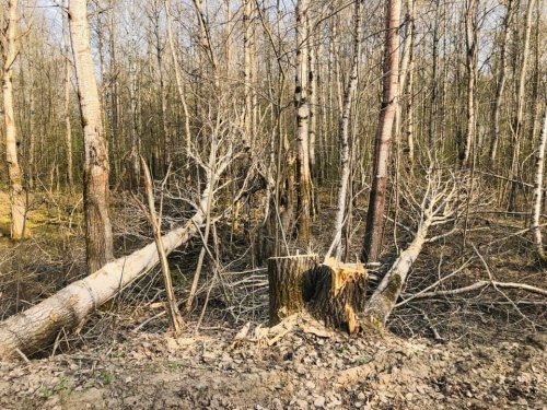 Из-за реконструкции моста через Солоницу автомобильный поток пустили по дороге на Харино: многолетние деревья на обочинах вырвали, вал не убрали