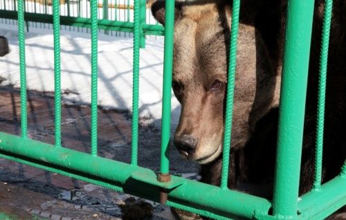 В Ярославском музее-заповеднике вышла из спячки медведица Маша