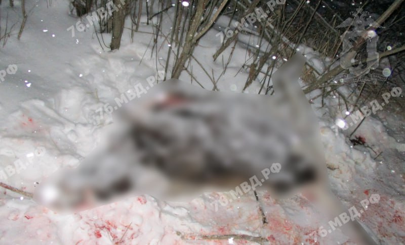 Захотел мяса к Новому году: в Ярославской области на трассе задержали мужчину с незаконно добытым лосем