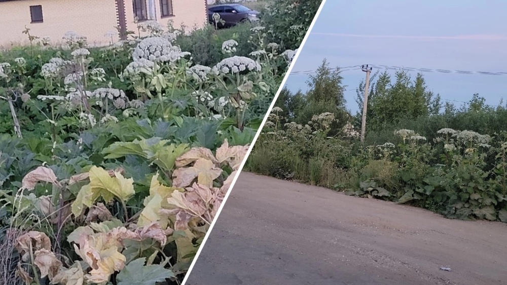 Жители деревни в Ярославской области просят врио губернатора решить проблему с борщевиком