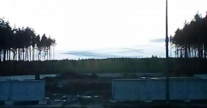В районе Шевелюхи незаконно вырубили почти гектар соснового бора