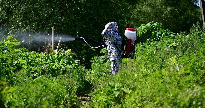 В Ярославской области вводятся штрафы за нескошенный борщевик