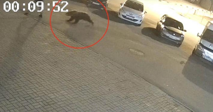 Предварительный тест показал, что у напавшего на ярославца медведя не было бешенства