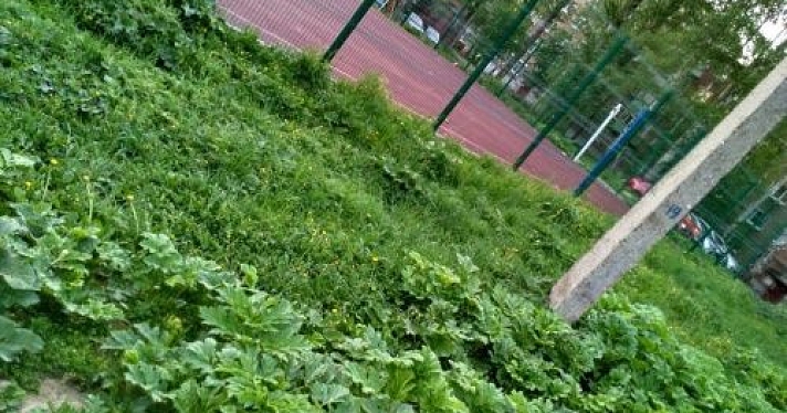 Для благоустройства ярославских дворов завезли грунт с семенами борщевика