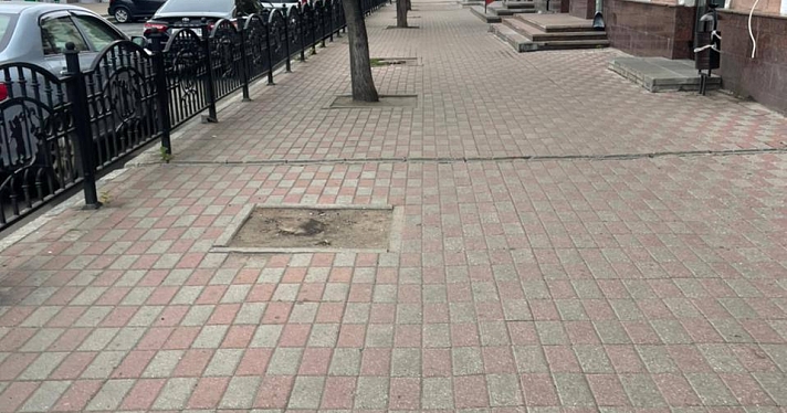 В центре Ярославля высадят новые деревья вместо спиленных_223624