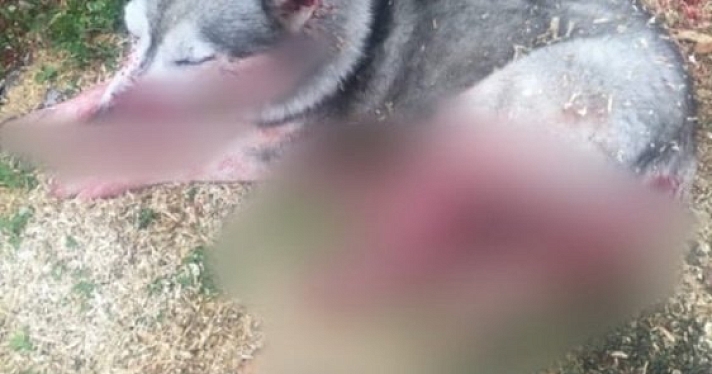 В Угличском районе местные жители несколько раз выстрелили в собаку
