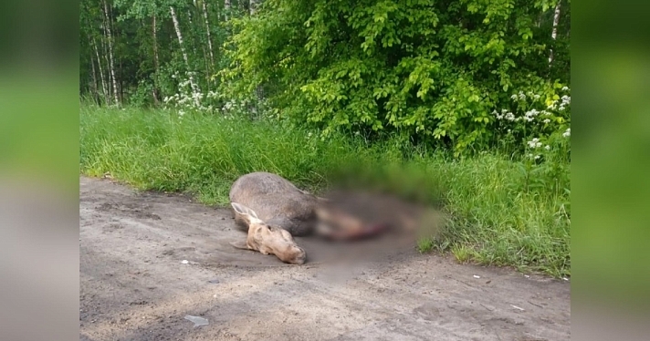 В Ярославле на обочине бросили умирать лосенка, которого сбил автомобиль