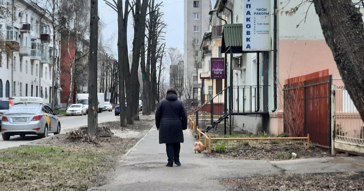 Сезон клещей в Ярославле: что запрещено делать с питомцами
