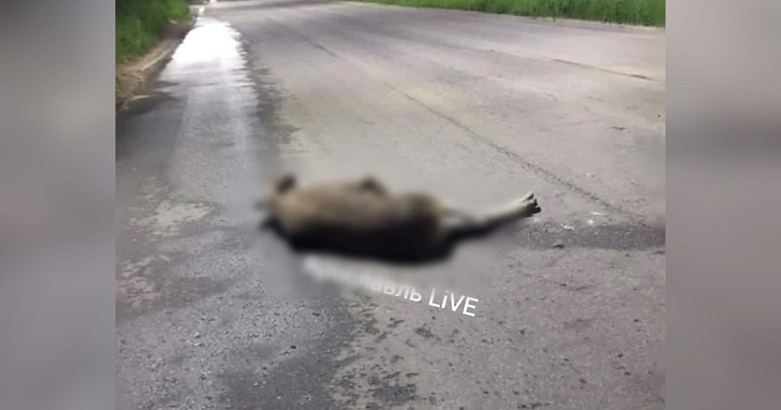 Мужчину забрала скорая помощь: в Ярославле мотоциклист сбил лося