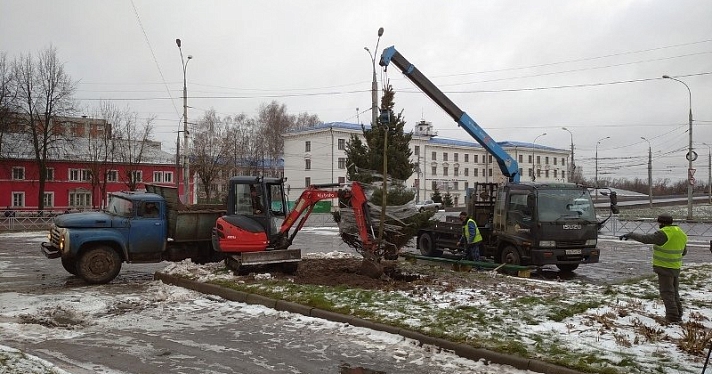 В Рыбинске к новогодним праздникам высадили живую ель: сколько стоит_169250