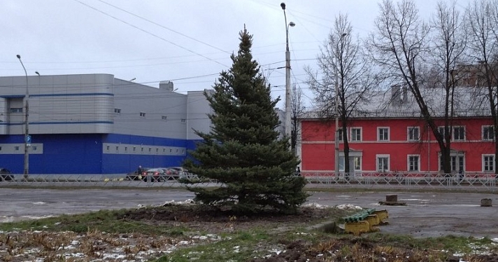 В Рыбинске к новогодним праздникам высадили живую ель: сколько стоит_169247