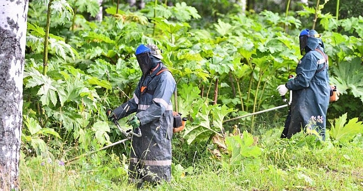 В регионе предложили штрафовать ярославцев за неубранный борщевик