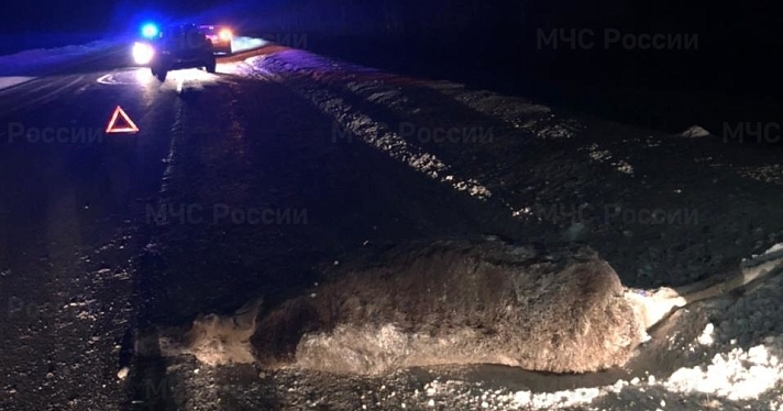 В Ярославской области лось спровоцировал тройное ДТП