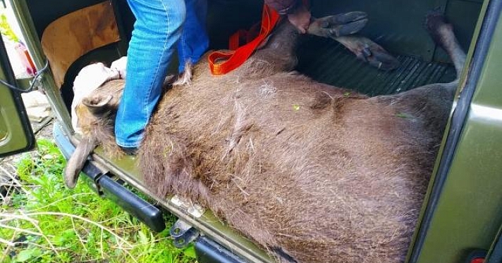 Охотинспекторы вернули в лес еще одного лося