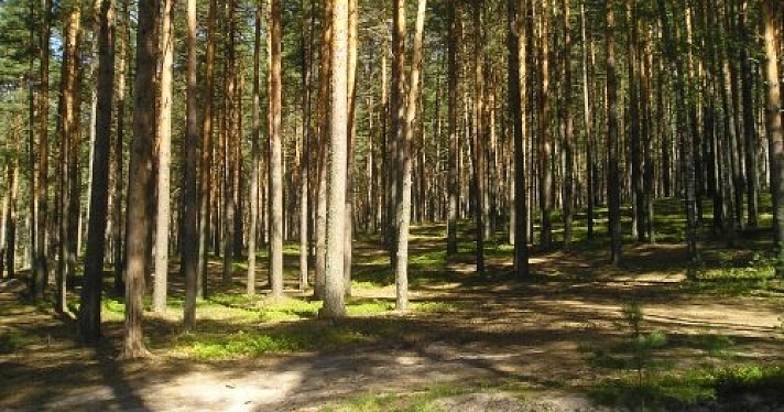 В Рыбинске возбудили уголовное дело за вырубку охраняемого леса