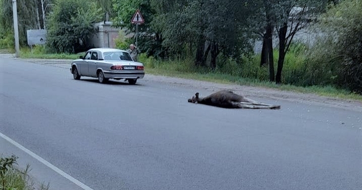 В Заволжском районе Ярославля сбили молодого лося_217516