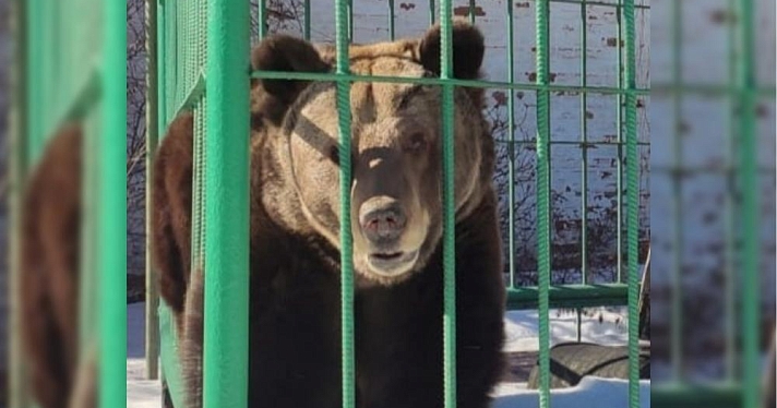 Пришла весна! В Ярославле проснулась медведица Маша