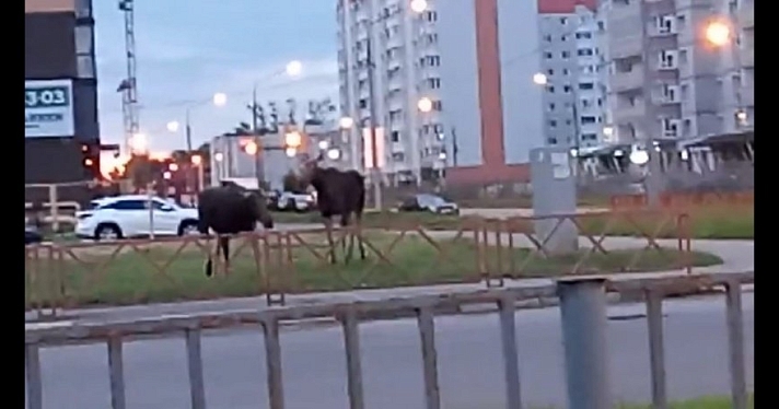 В Ярославле лоси снова вышли к людям