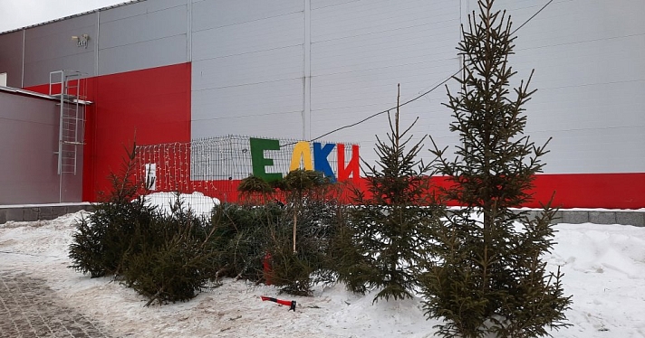 От 500 рублей! В Рыбинске открываются елочные базары