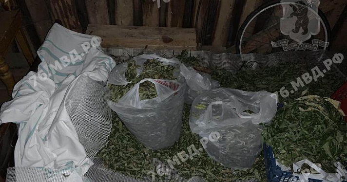 Переславец вырастил во дворе дома 398 кустов конопли_166693