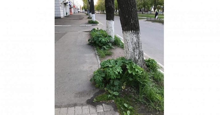 Фото дня. Ярославцы пожаловались на борщевик в центре города
