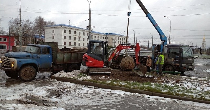 В Рыбинске к новогодним праздникам высадили живую ель: сколько стоит_169248