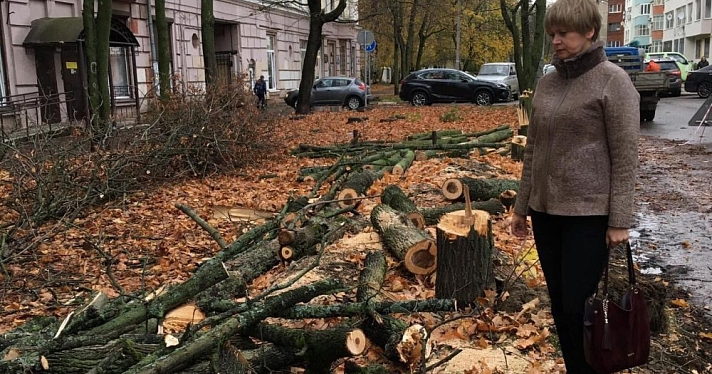 Прокуратора вмешалась в скандал с вырубленными кленами в центре Ярославля