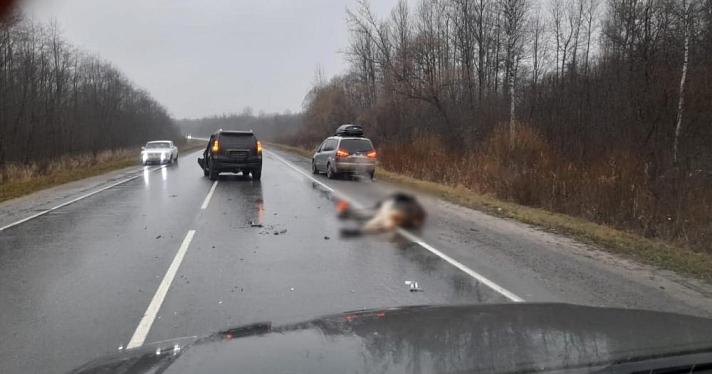 Под Ярославлем водитель иномарки насмерть сбил лося