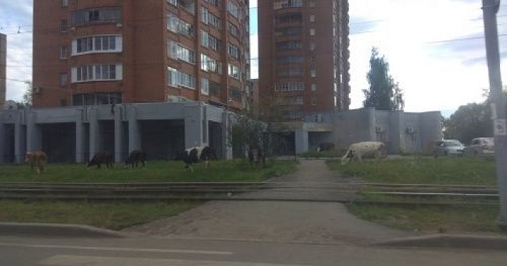 Стадо коров паслось во дворе многоэтажек в Ярославле